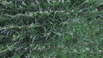 Weed observation in a cornfield: an easy way to approach inaccessible areas of the farm