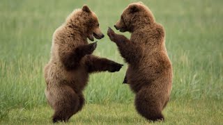 Цікаві факти про бурого ведмедя