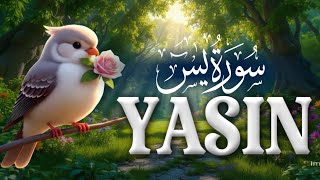 Surah Al-Yasin Yaseen Full Most Beautiful Reaction سورۃ یٰس