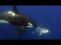 Giant Blue-Finned Tuna | Killer Whale | BBC