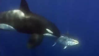 ⁣Giant Blue-Finned Tuna | Killer Whale | BBC