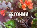 БЕГОНИЯ УХОД, ПОЛИВ, ЧЕРЕНКОВАНИЕ, ЧТО ДЕЛАТЬ с АМПЕЛЬНЫМИ, секреты и особенности ухода