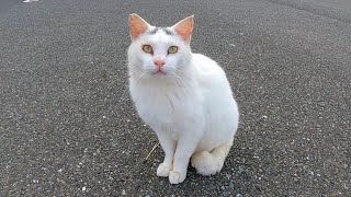 逃げると思いきや振り向いて腰トントンを要求する野良猫