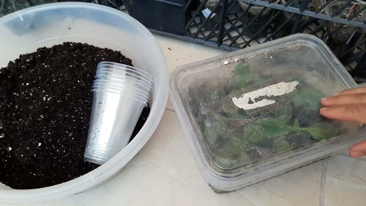 Dal rizomundan kohleria çiçeği nasıl köklendirilir. komşu çatlatan çiçeği çoğaltımı.