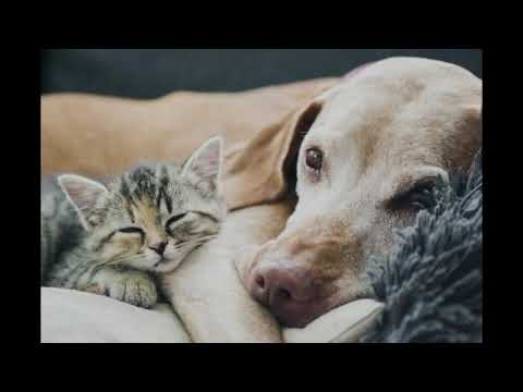 Video: Adopt-A-Less-Adoptable Pet Week: Fördelarna Med Att Anta äldre Husdjur