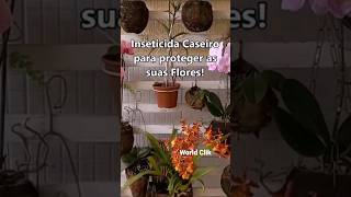 Inseticida Natural Caseiro para Orquídeas e Plantas - Acabe com Pulgões Cochonilhas e fungos #shorts