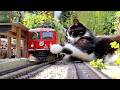 Gartenbahn Sommer Kleine RhB Mit Großer Katze