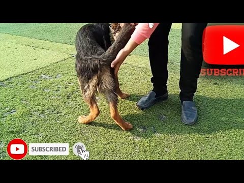 فيديو: تشنج الأرجل الخلفية في الكلاب