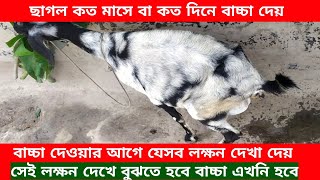 গর্ভবতী ছাগল কয় মাস পর বাচ্চা দেয় ||বাচ্চা দেওয়ার আগে যেসব লক্ষন দেখে বুঝতে হবে বাচ্চা এখনি দিবে