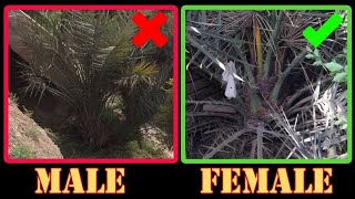 How to Differentiate Male and Female in Seed Grown Date Palm at Home (English) screenshot 5