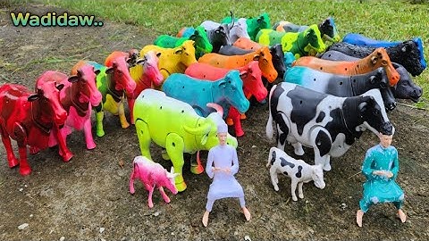 MENEMUKAN SAPI LUCU, SAPI WARNA-WARNI, SAPI KARTUN, SAPI JOGET, SAPI GRANDONG, SAPI QURBAN, KERBAU