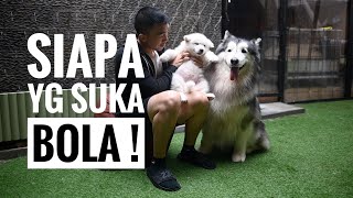 siapa PUPPIES yg paling SUKA SAMA BOLA!!!