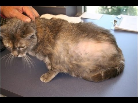 Video: Flea Dermatitis In Cats: Symptoms, Treatment