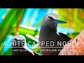 Beautiful White capped Noddy on Lady Elliot Island Australia Queensland - Panasonic FZ1000 4K