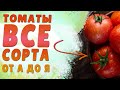 САЖАЕМ ТОМАТЫ. СОРТА ОТ А ДО Я