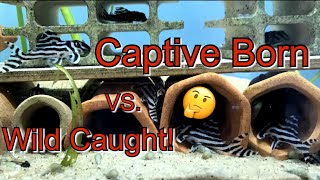 Wild Caught Or Captive Bred Zebra Plecos? Which one is Better??? Subscribe for More!!!