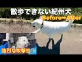【凶暴犬】散歩ができない噛む紀州犬セッション一週間後　Before