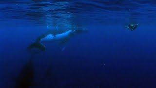 Humpback Whales - 360 Video