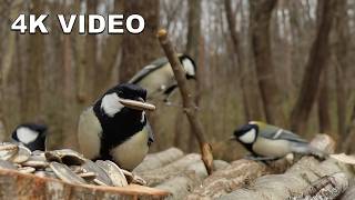 Immersive Spring Sanctuary: Bush Warbler Melodies & Crisp 4K Forest POV