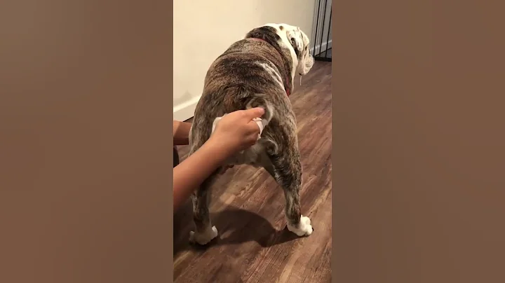 HOW TO CLEAN YOUR DOGS BUTT- EASY HACK!! #doggieshorts #englishbulldog