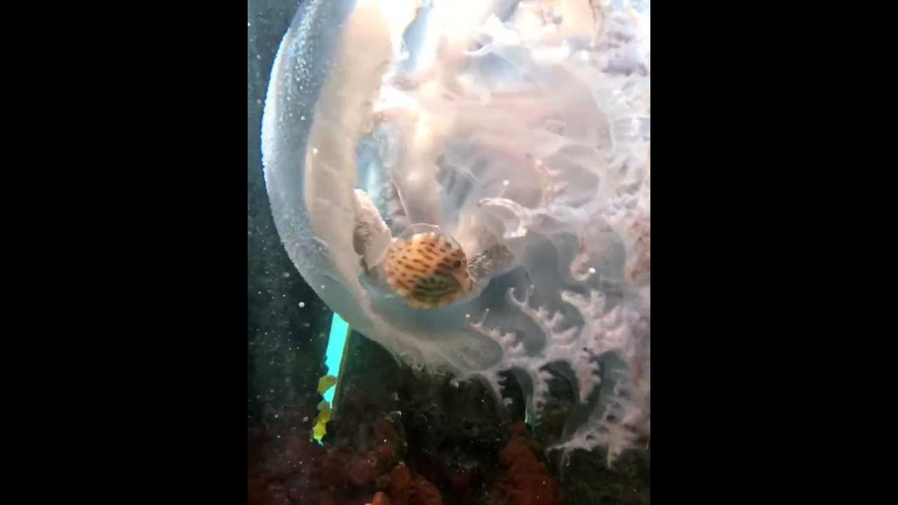 Tiny Fish Shelters Under Jellyfish YouTube