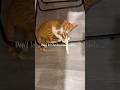 #kittens #cats #catvideos #cutecats #orangecats #funnycatvideos