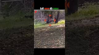 शेर और शराबी में कौन बड़ा?😳 Into Lion Cage Drunk Man Jump!#shorts