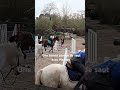 une bonne séance de saut #horse #pourtoi #cheval
