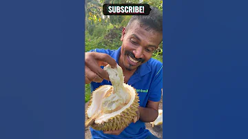 Slinkiest Fruit In The World Gamiya 