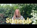 Was ist ein STARSEED? | in 2 Minuten erklärt