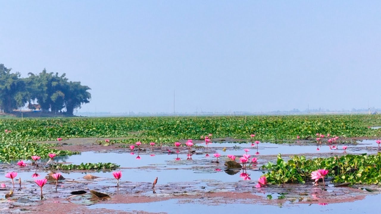 Maguri Motapung Beel Tinsukia Assam