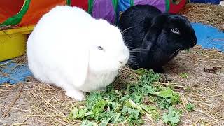 cute rabbits Millie and Marley by Binky Bunny's Way 230 views 3 months ago 1 minute, 47 seconds