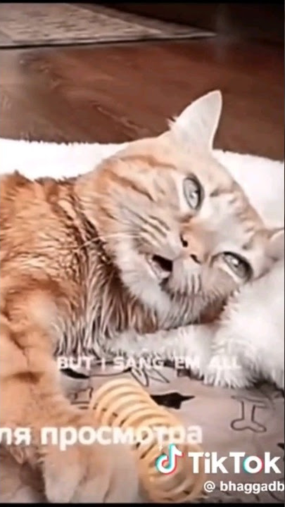 poor cat taking her last breath 💔😭 #cat #catlover #viral #video #foryou
