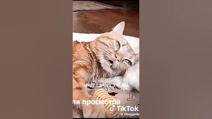 poor cat taking her last breath 💔😭 #cat #catlover #viral #video #foryou