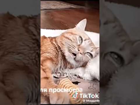 poor cat taking