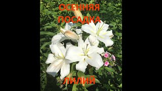 Как сажать лилии. Осенняя посадка. How To Plant Lilies In Autumn (English subtitles).