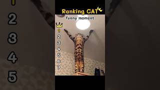 🐱Ranking Cat Fails That Will Make You Laugh