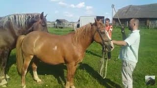 Жеребец нюхает Ветку давно не видел