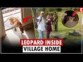 Leopard Enters Village Home Near Dharampur, Rests for Hours Before Escaping Rescue Team