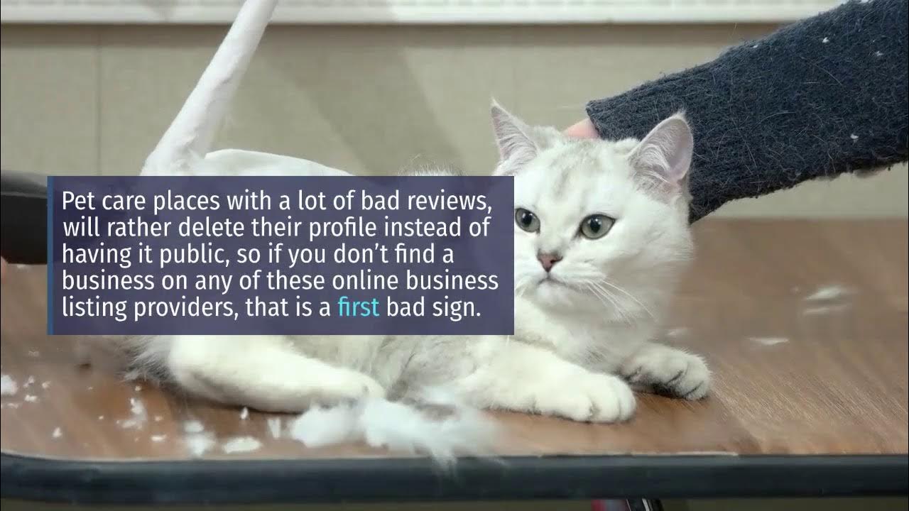 Pet Supplies Plus Grooming and Wash Near YouTube