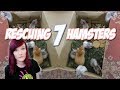 I'M RESCUING A LITTER OF HAMSTERS!!! | Fostering 7 Hamsters!