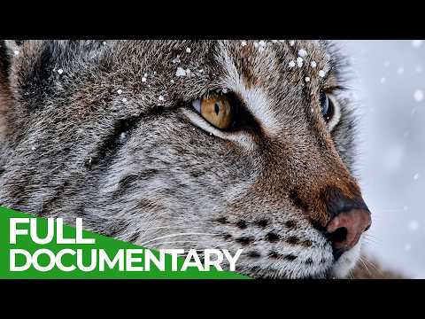 Growing Up Wild | Wildest Survival | Free Documentary Nature