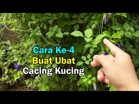 Video: Cara Merawat Kucing Untuk Cacing