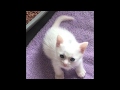 Khao Manee cat Barcelona (Kitten) の動画、YouTube動画。