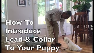 How to introduce lead & collar to your puppy