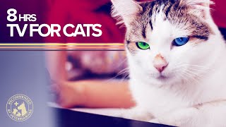 TV for Cats: 8 Hours of Visual and Sound Stimulation by Fryhorn 130,153 views 1 year ago 8 hours, 4 minutes