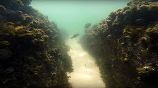 Snorkeling in LA PEROUSE, Bare Island, Sydney