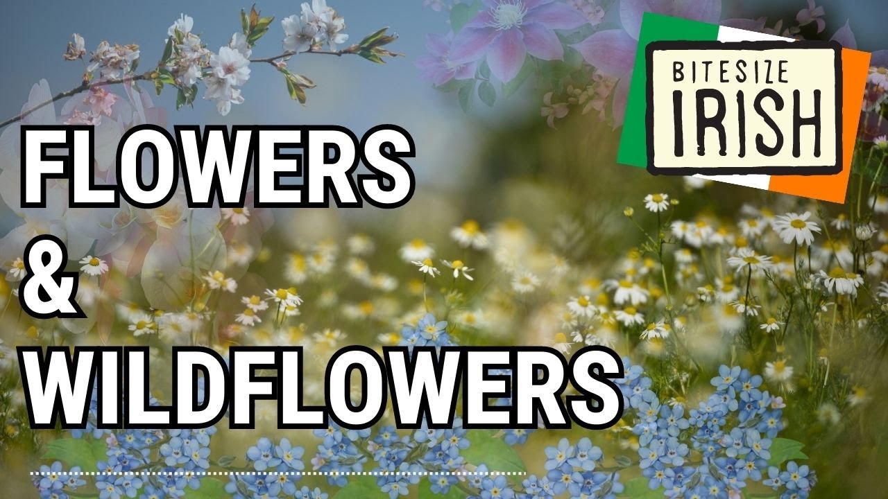 How To Say the Names of 5 Wildflowers in Irish 