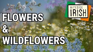 How To Say the Names of 5 Wildflowers in Irish #bitesizeirish