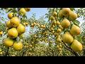 HOW PEARS ARE GROWN | Super Giant Ripe Pear Orchard Harvest